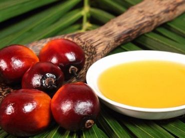17.04.05 Tierra – El aceite de palma, su uso alimentario y su impacto medioambiental