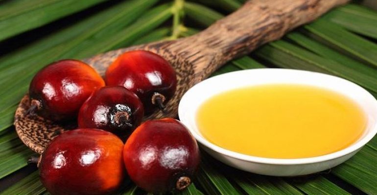 17.04.05 Tierra – El aceite de palma, su uso alimentario y su impacto medioambiental