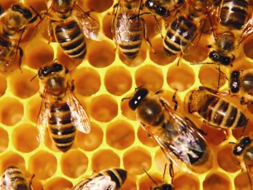 17.06.07 Tierra – Proteger a las abejas