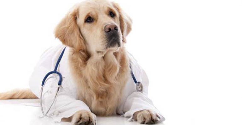 Amigos Peludos | Esterilización II