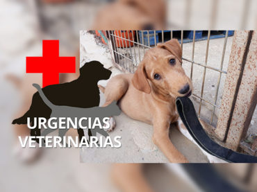 Amigos Peludos | Urgencias veterinarias