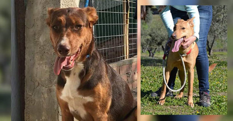 Amigos Peludos | Nuevas adopciones y obesidad