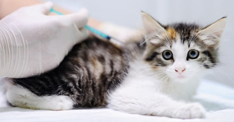 Amigos peludos | Vacunas para gatos