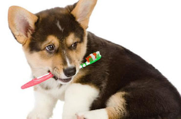 Amigos Peludos | Salud dental de las mascotas