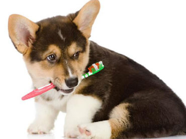 Amigos Peludos | Salud dental de las mascotas