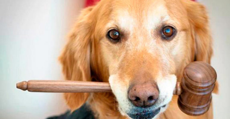 Radiosofia | Los derechos de los animales