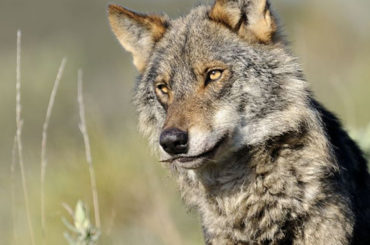 Tierra | El lobo ibérico