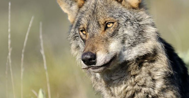 Tierra | El lobo ibérico