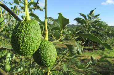 Tierra | El cultivo del aguacate