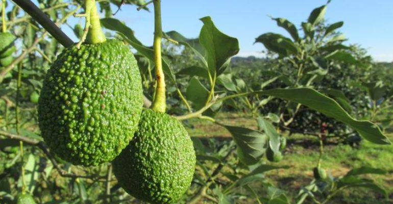 Tierra | El cultivo del aguacate