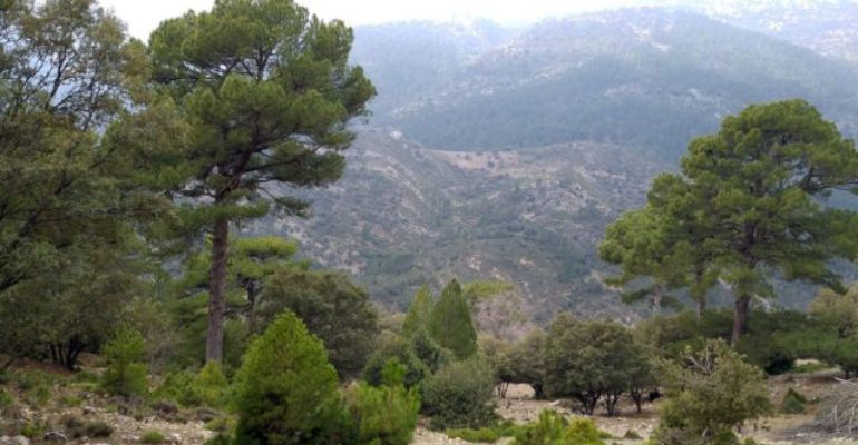 Tierra | El monte andaluz