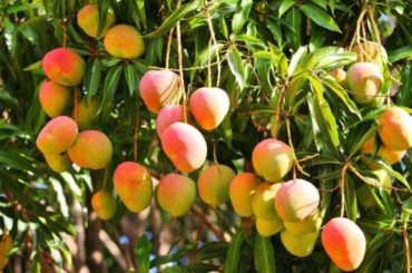 Tierra | Cultivo de frutos subtropicales en La Axarquía