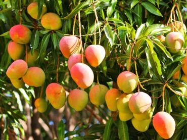 Tierra | Cultivo de frutos subtropicales en La Axarquía