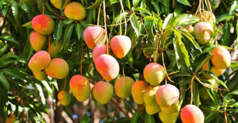 Tierra | Cultivo de frutos subtropicales en La Axarquía