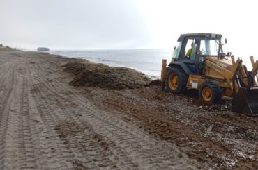 El alga invasora asiática vuelve a invadir las playas de Casares
