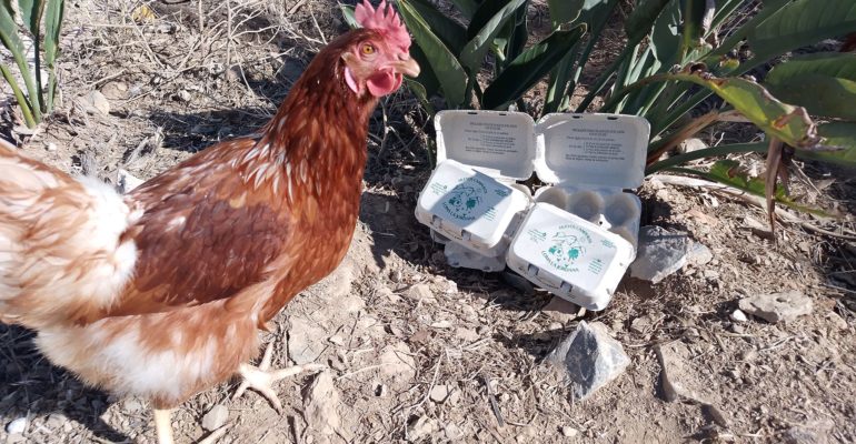 La granja de huevos Loma La Jordana galardonada por su aportación a la gastronomía malagueña