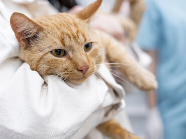 Mi familia y otros animales | Enfermedades más comunes en gatos