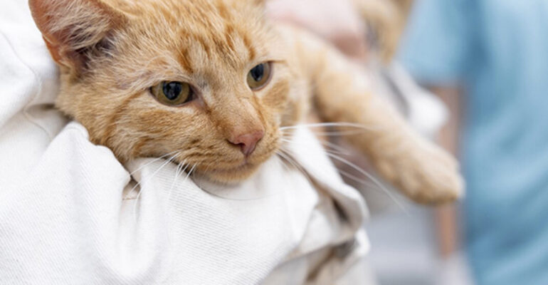 Mi familia y otros animales | Enfermedades más comunes en gatos