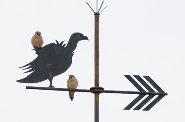 El buscador de aves | Aprender a observar