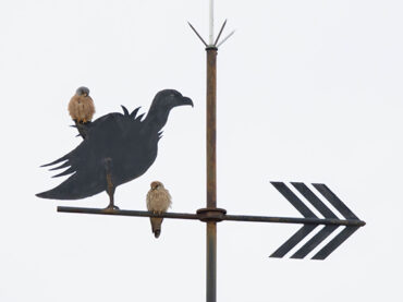 El buscador de aves | Aprender a observar