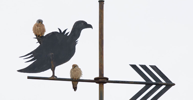 El buscador de aves | Aprender a observar