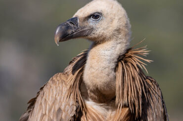 El buscador de aves | Los buitres
