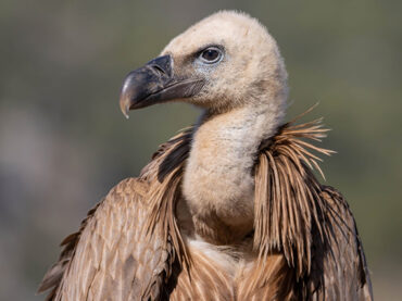 El buscador de aves | Los buitres