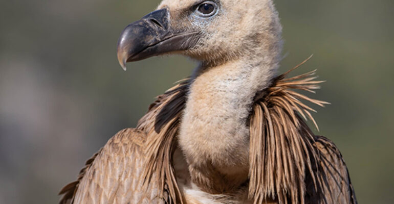 El buscador de aves | Los buitres