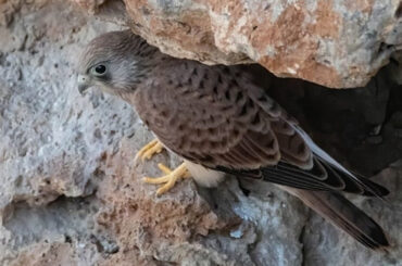 El buscador de aves | El cernícalo primilla
