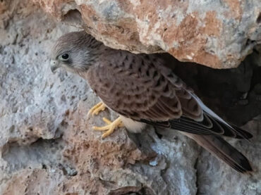 El buscador de aves | El cernícalo primilla