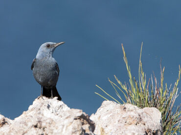 El buscador de aves | Las roqueras