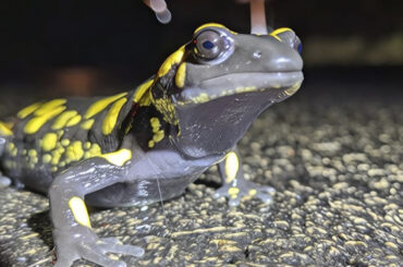 Hoy descubres | Salvar a la Salamandra Penibética
